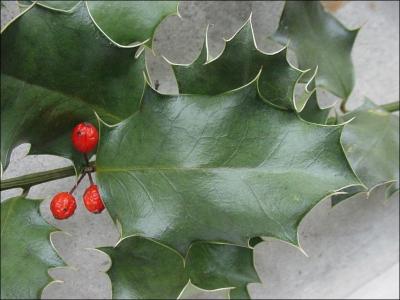  quel arbre appartient cette feuille ?