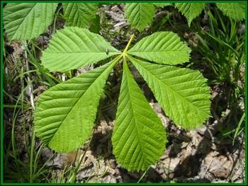  quel arbre appartient cette feuille ?