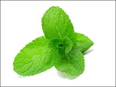  quel arbre appartient cette feuille ?