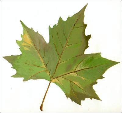  quel arbre appartient cette feuille ?