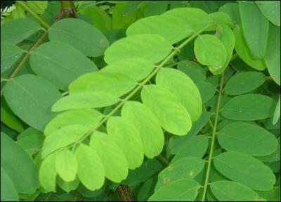  quel arbre appartient cette feuille ?