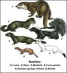 Quel animal n'est PAS de la famille des mustélidés ?