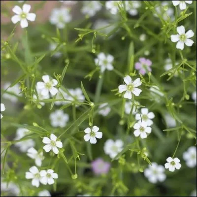 Quelle fleur est-ce ?