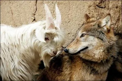 Comment s'appelait la chvre de Mr Seguin ?