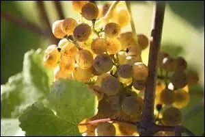 Ce vin des Pyrnes-Atlantiques dont le vignoble se situe en Barn est un blanc qualifi de  prince enflamm  selon Colette. Qu'allez-vous dguster ?