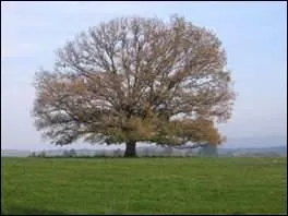 Le fait de  locher  est-il l'action de pcher des loches ?