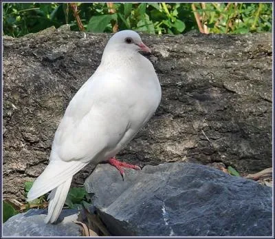 Quelle est l'esprance de vie de la colombe ?