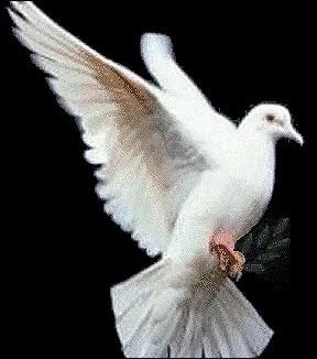 Quelle est la nourriture principale de la colombe ?