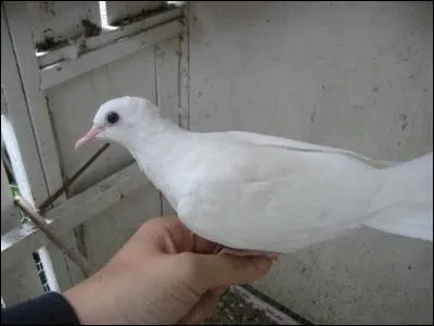 La colombe est-elle sociable ?