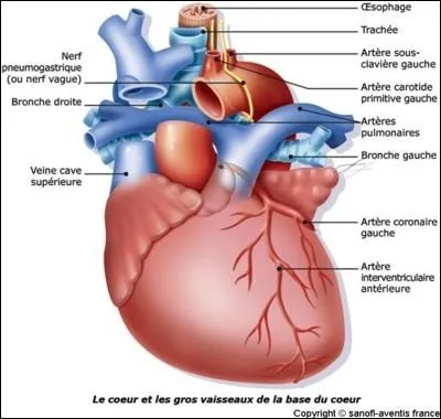 Biologie : Quels vaisseaux nourrissent le cur ?