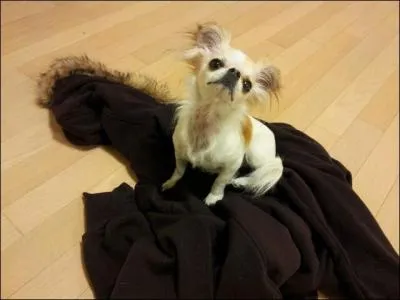 Comment s'appelle le chien de DongWoon ?