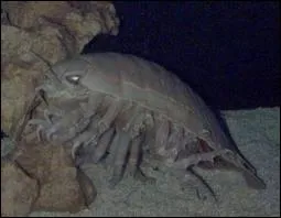 Le bathynome gant est carnivore ou herbivore ?