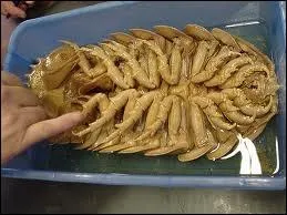 Son poids maximal est de :