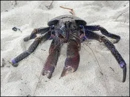 Quelle est sa longueur maximale ?