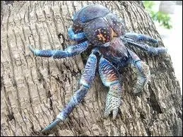 Quelle est sa particularit ?