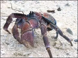 Est-il de plusieurs couleurs ?