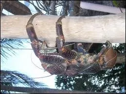 Quelle est la couleur de ses yeux ?