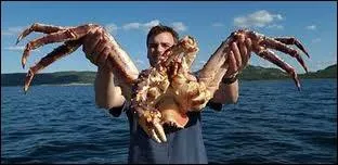 Le mle est-il gnralement plus petit ou plus grand que la femelle ?