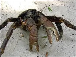 Combien d'oeufs pondent-ils ?