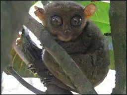 Sa t�te peut faire une rotation jusqu'� :