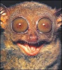 Le tarsier a des yeux bien grands mais aussi :