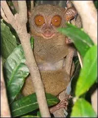 Une fois qu'il a choisi son logement, bouge-t-il beaucoup ?