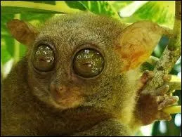 O� l'a-t-on d�couvert ?