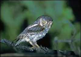 De quelle espce est Gylfie ?