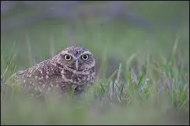 De quelle espce est Splon ?