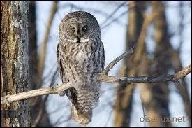 De quelle espce est Perce-Neige ?