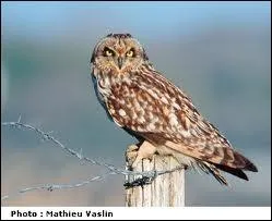 De quelle espce est Otulissa ?