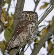 De quelle espce est Primevre ?