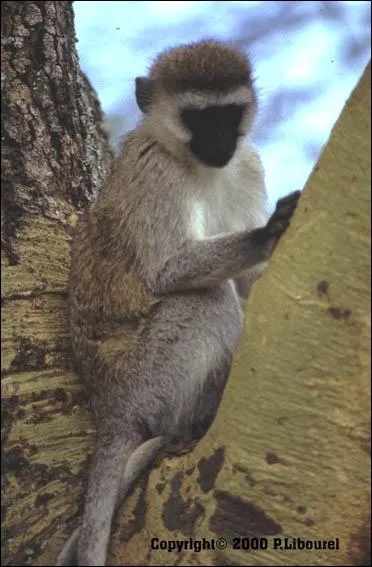 Je suis un singe, je suis un ...