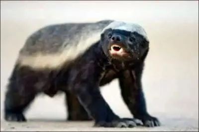 Je suis noir avec le dos blanc, je suis un ...