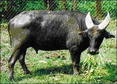 J'ai de petites cornes, je suis un ...