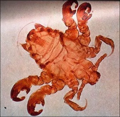 Cet animal se reproduit dans des endroits que la dcence m'interdit de prciser davantage !