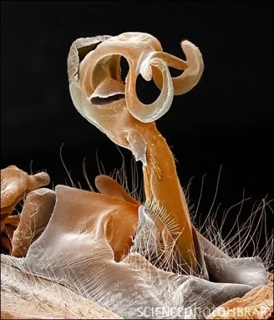 De quoi nous filer des complexes, voici le pnis d'un insecte que les anglais appellent  Dragon fly  !