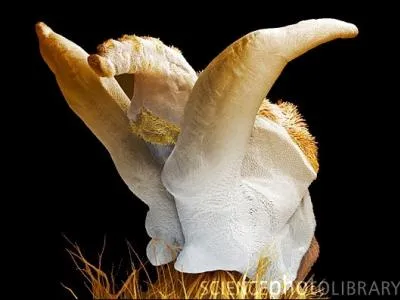 Comme si a ne suffisait, pas, voici celui d'un insecte bourdonnant et mielleux, bien loign de l'image de Maya !