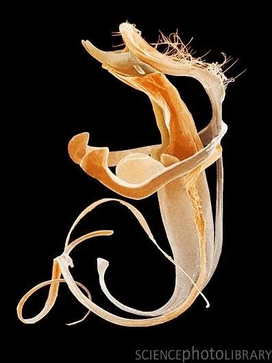 Et celui d'un insecte sauteur qui nous dmange aux entournures et dans des replis censs tre ignors !