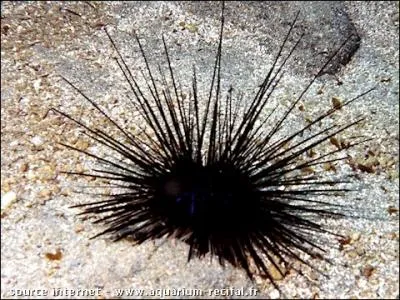 En fonction de son sexe, c'est ce que vous mangez dans un oursin !