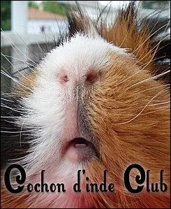 Comment appelle-t-on les moustaches du cobaye ?