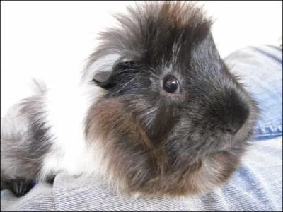 Quelle est la signification lorsque le cobaye est allong de tout son long, les yeux mi-clos ?