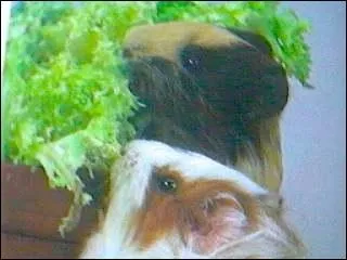 Quel complment alimentaire est-il indispensable, pour les besoins quotidiens du cochon d'inde ?