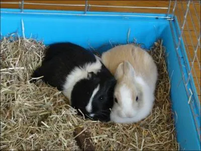 Quel est l'aliment de base dont le cobaye doit consommer en permanence, pour faire fonctionner les muscles de son systme digestif ?