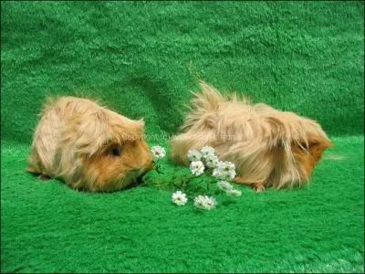 Reconnaissez-vous ce genre de cobaye ?