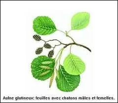  Le ROI des aulnes  est un grand roman crit par ?