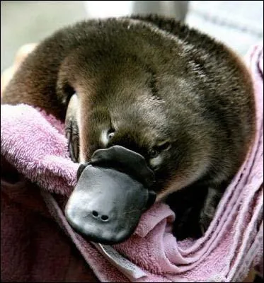 Quel est cet animal ?