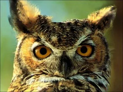 Comment s'appelle le hibou de Percy Weasley ?