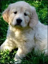 De quelle race est ce chiot ?