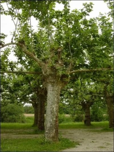 Quel est cet arbre, symbole de rgnration dans la mythologie grecque, qui aurait servi  la construction du Cheval de Troie, et dont les noces symbolisent les 61 ans de mariage ?